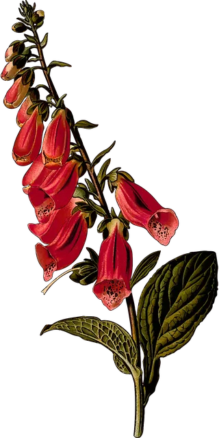 Botanical print — Foxglove